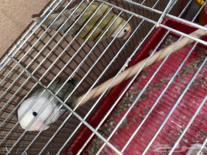 جوزين روز منتجه 4