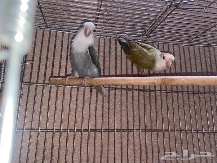 جوزين روز منتجه 0