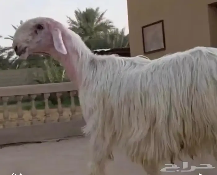 فحل عيسي ثني مشروط 0