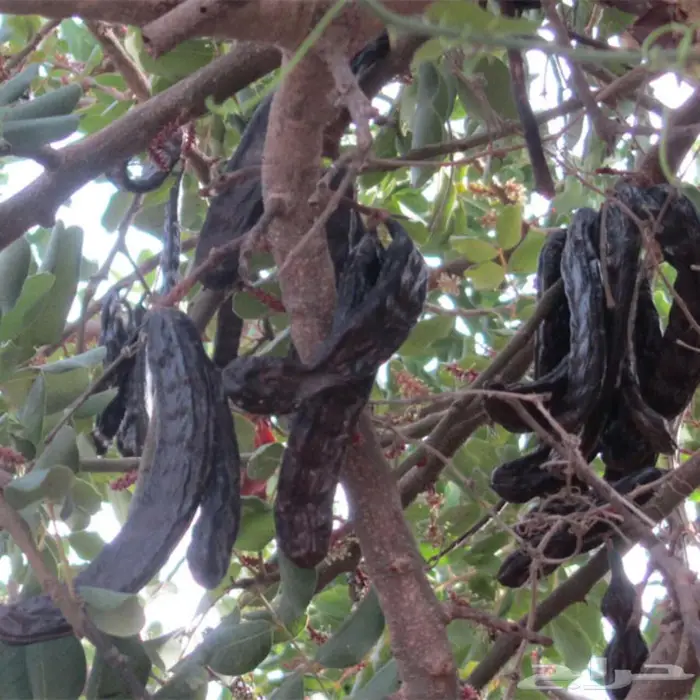 خروب طازج وفاخر للبيع في جده 0