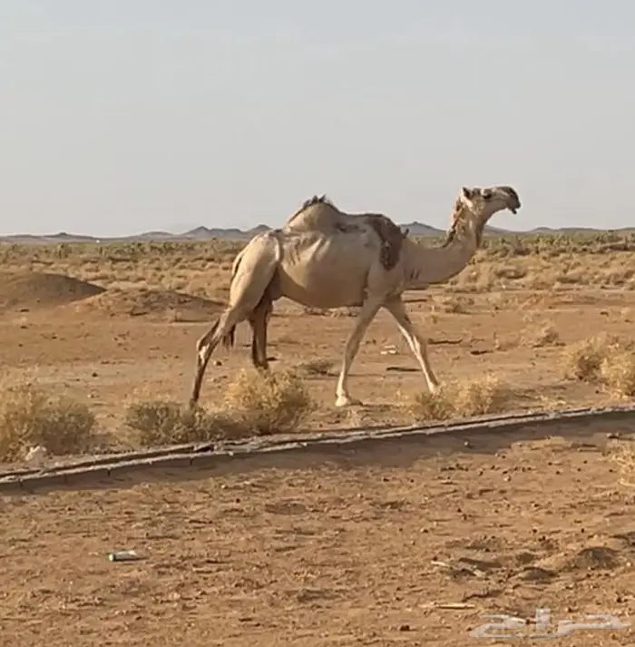 خفوت شقحا كفو منوة الإنتاج سعر مناسب 1