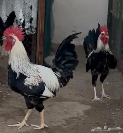 دجاج دندراوي 1