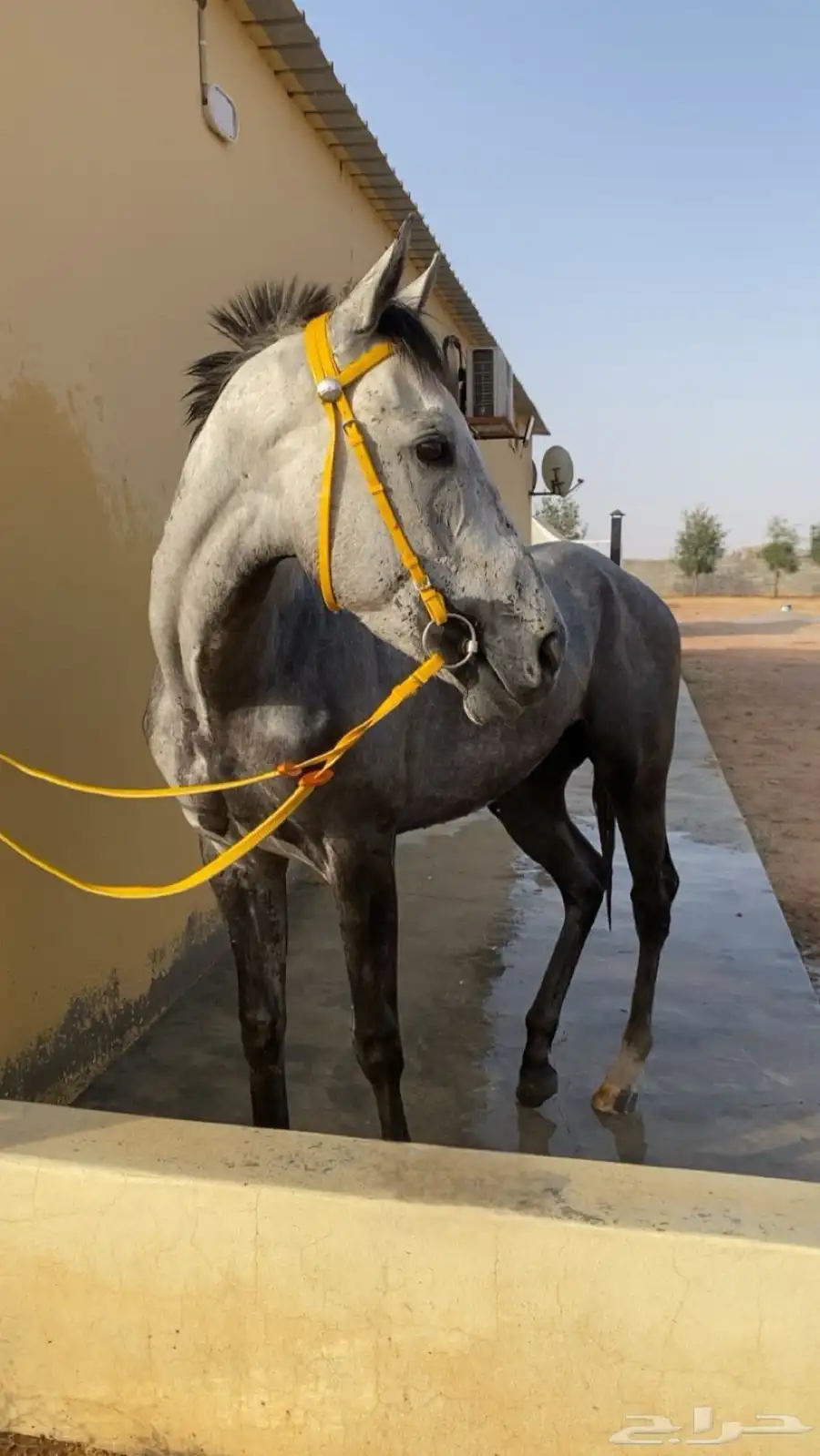 حصان شعبي شيخ 3
