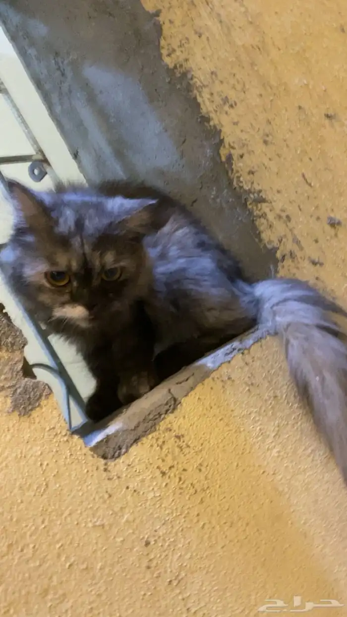 قطوه لتبني 2