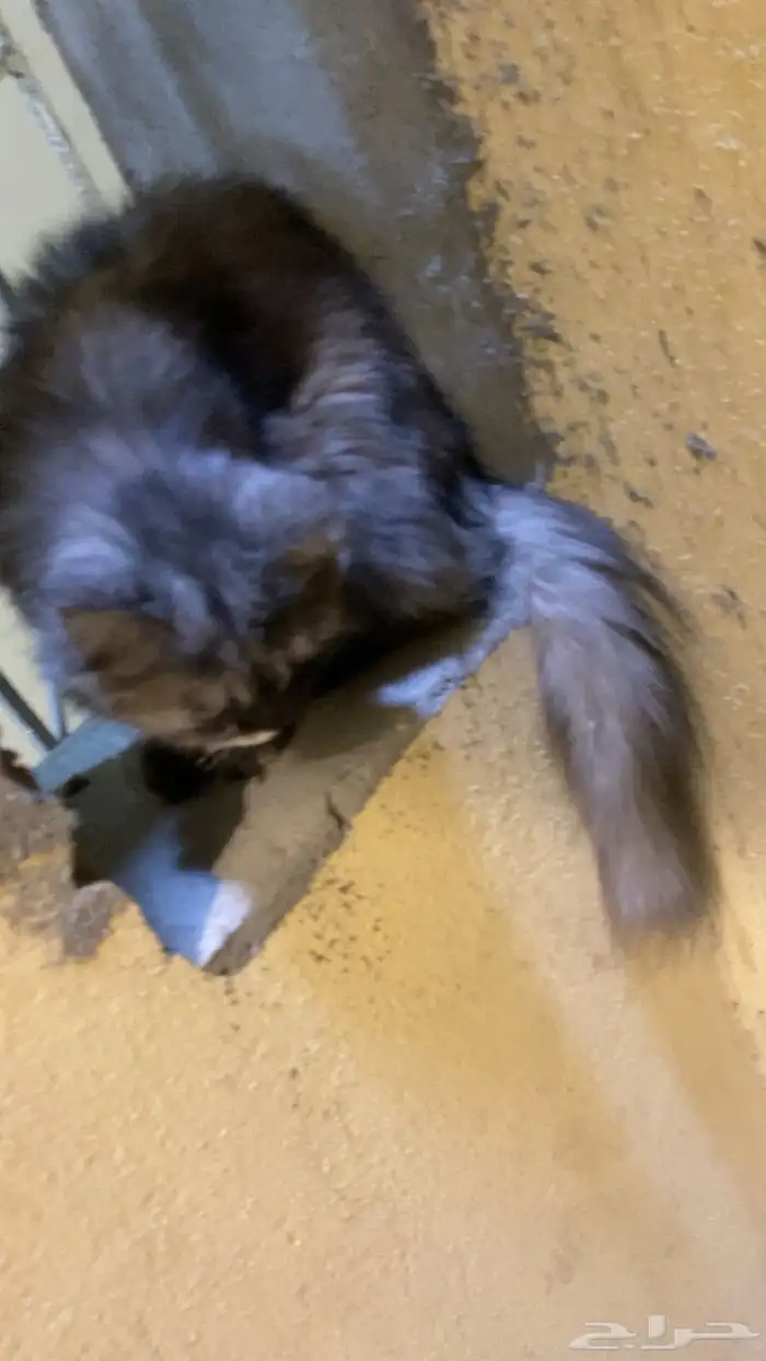 قطوه لتبني 1