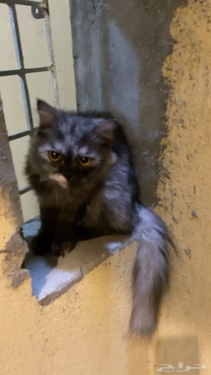 قطوه لتبني 0