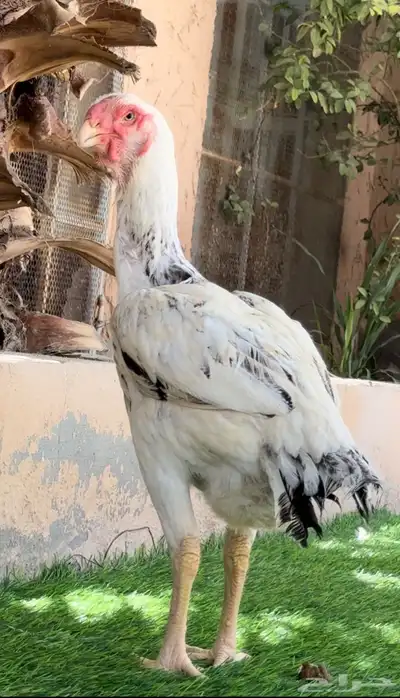 دجاجة فارسي 0