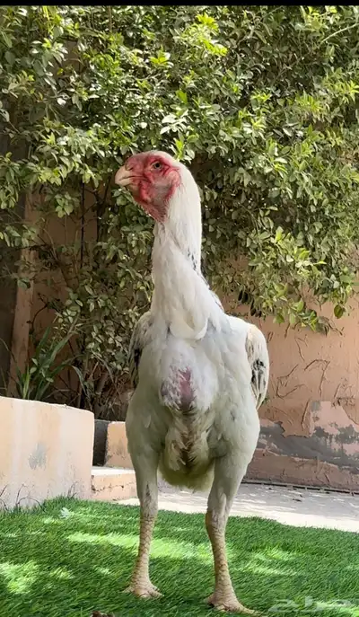 دجاجة فارسي 1