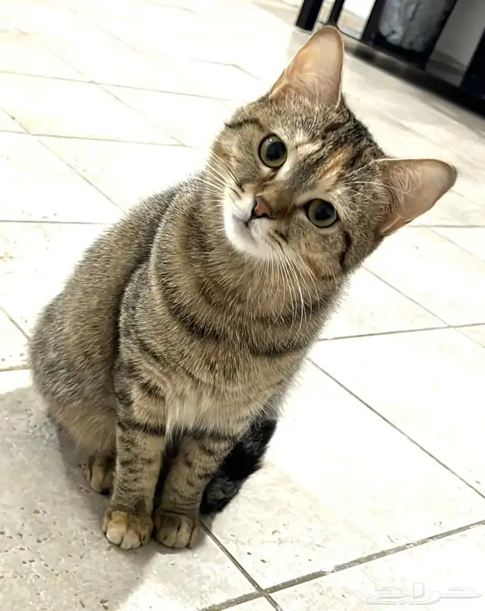 قطتان للتبني 0