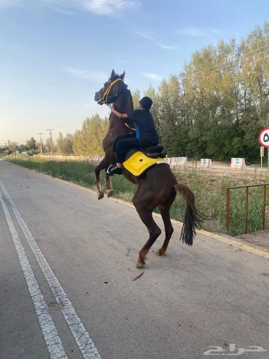 حصان للبيع 0