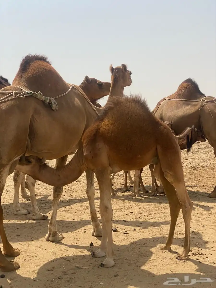 قعود ساحلي 0