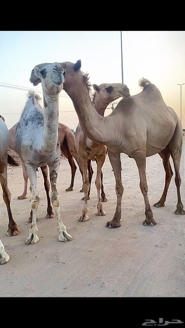 بعير باتلي كفو منتج. تم البيع 2