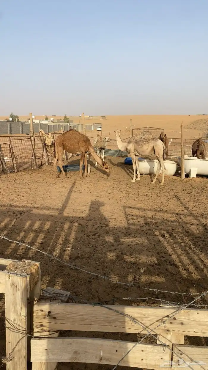 قعودين بلدي لبانيات 3