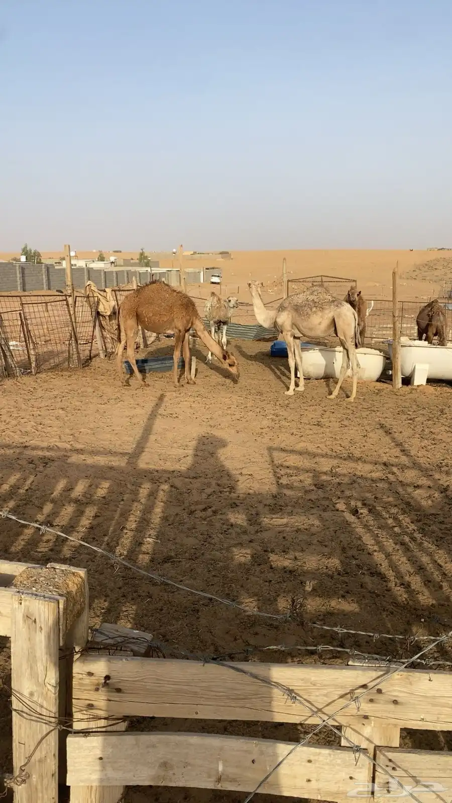 قعودين بلدي لبانيات 3