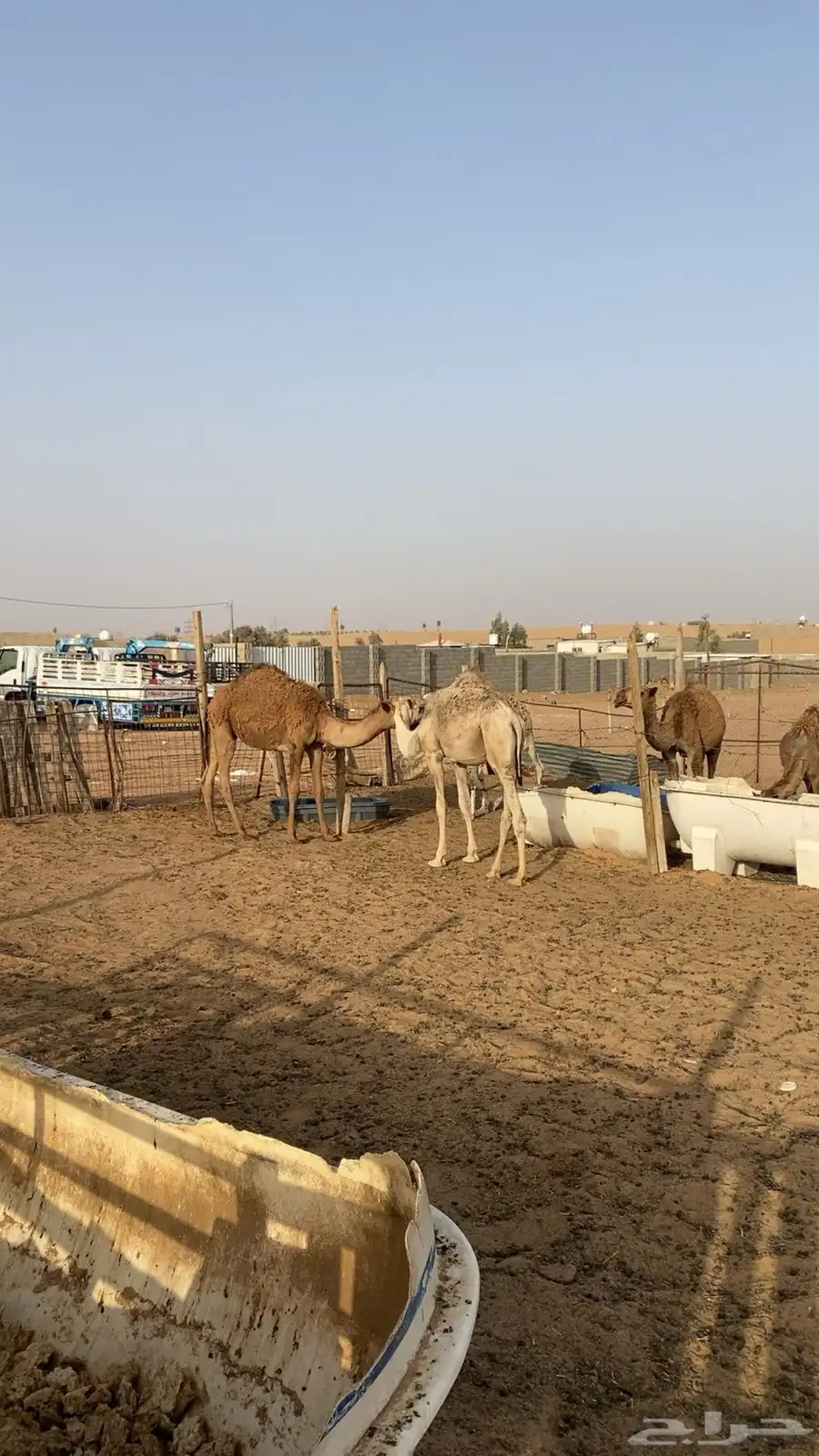 قعودين بلدي لبانيات 2