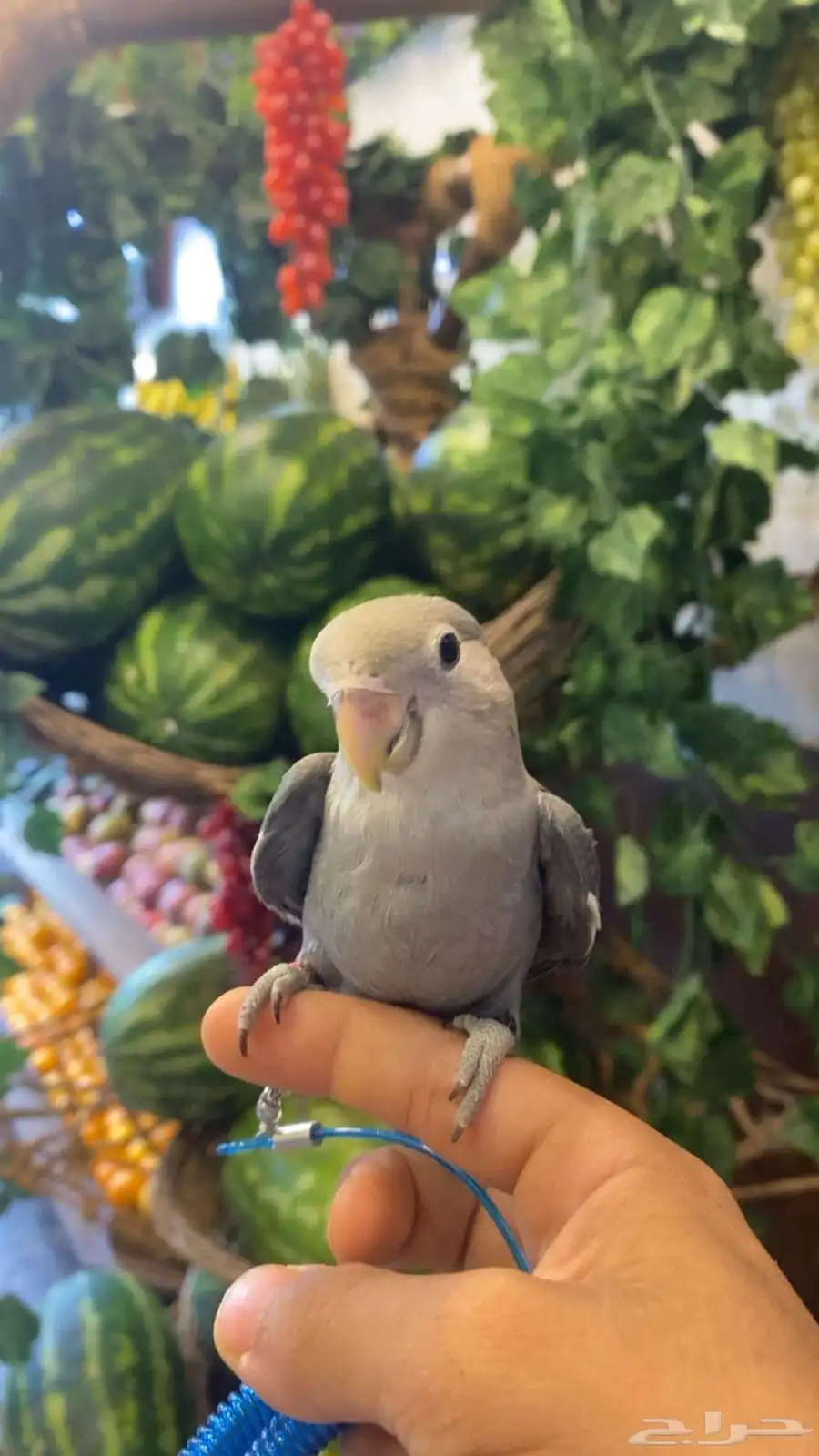 ببغاء روز اليف 3