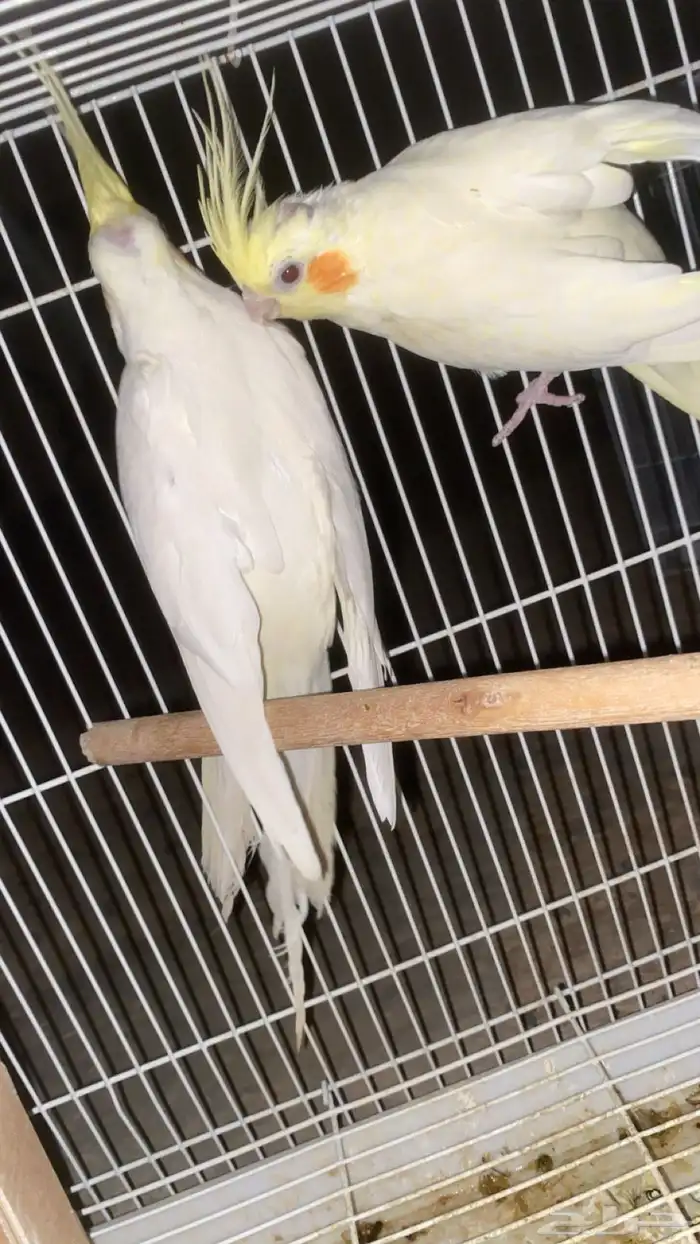 زوج كروان معه ثلاث بيضات منتج معه شبكه وصحته شرط ويغرد 3