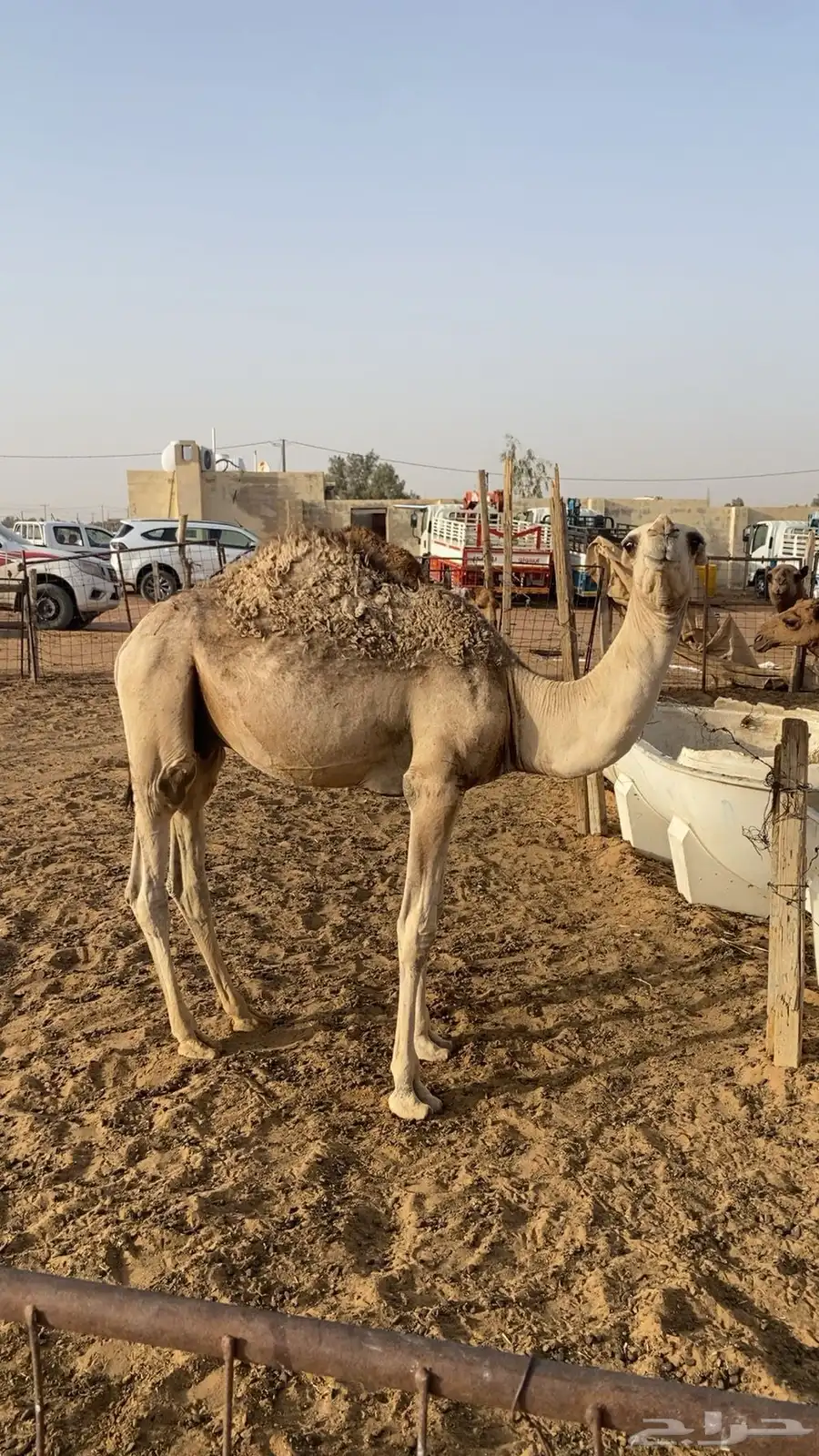 قعودين بلدي لبانيات 4