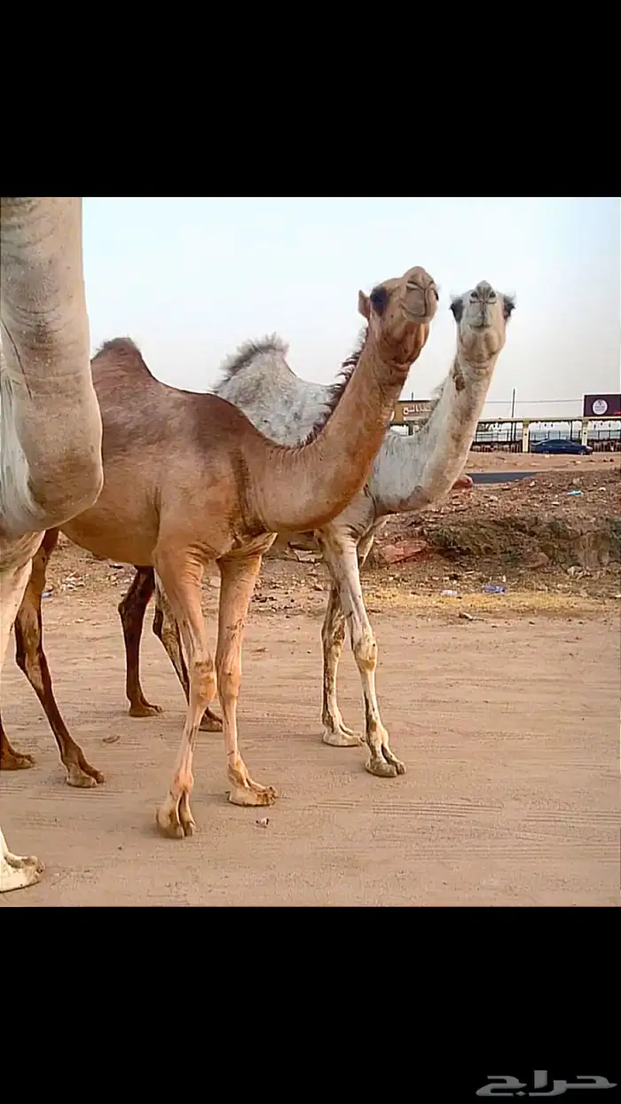 بعير باتلي كفو منتج. تم البيع 3