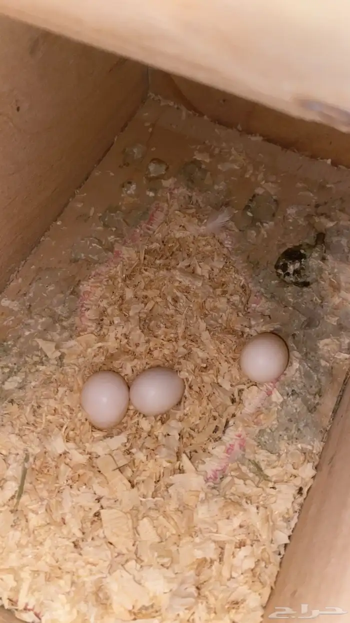 زوج كروان معه ثلاث بيضات منتج معه شبكه وصحته شرط ويغرد 12