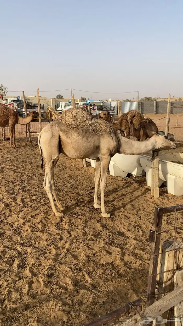 قعودين بلدي لبانيات 0