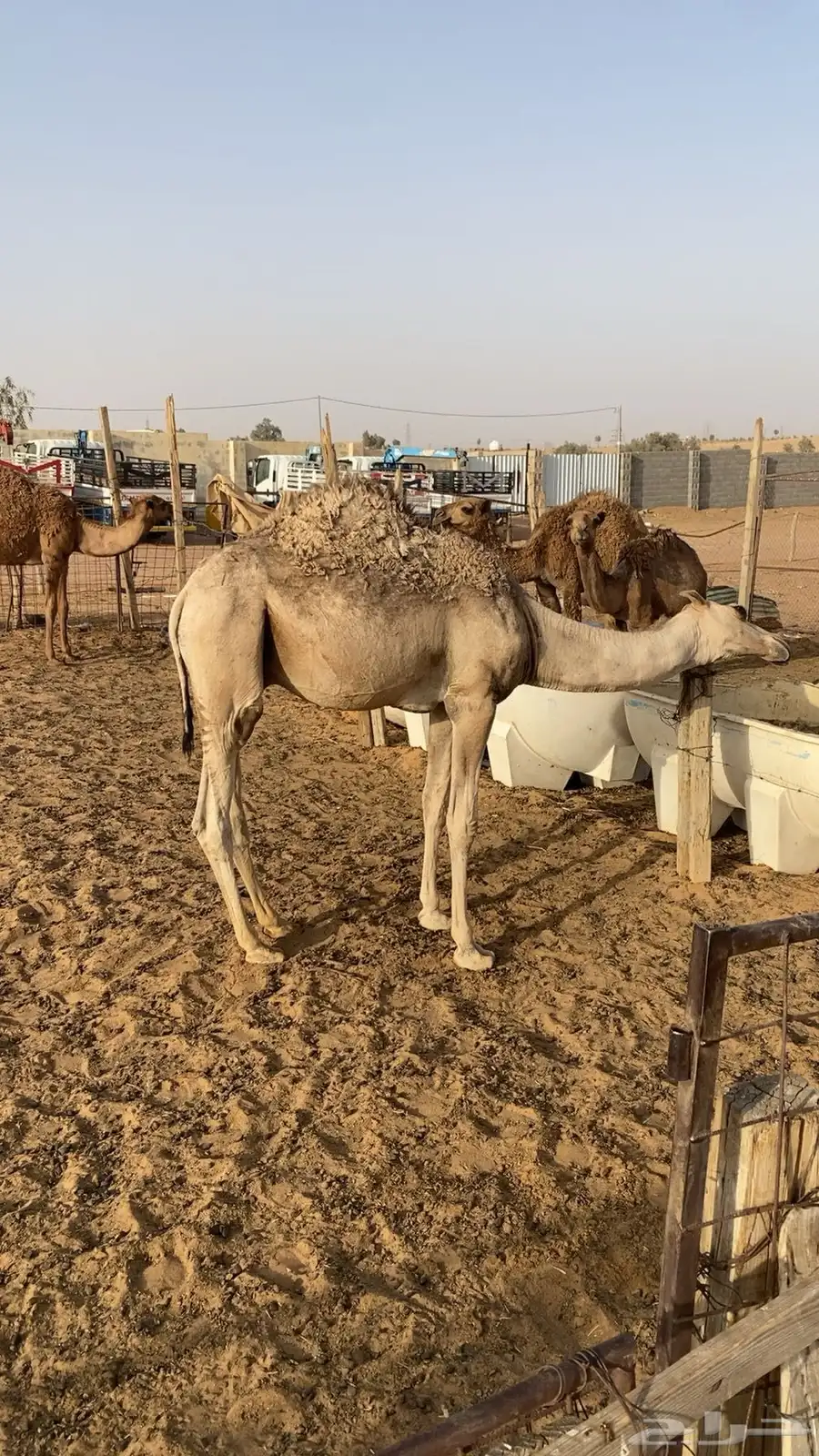 قعودين بلدي لبانيات 0