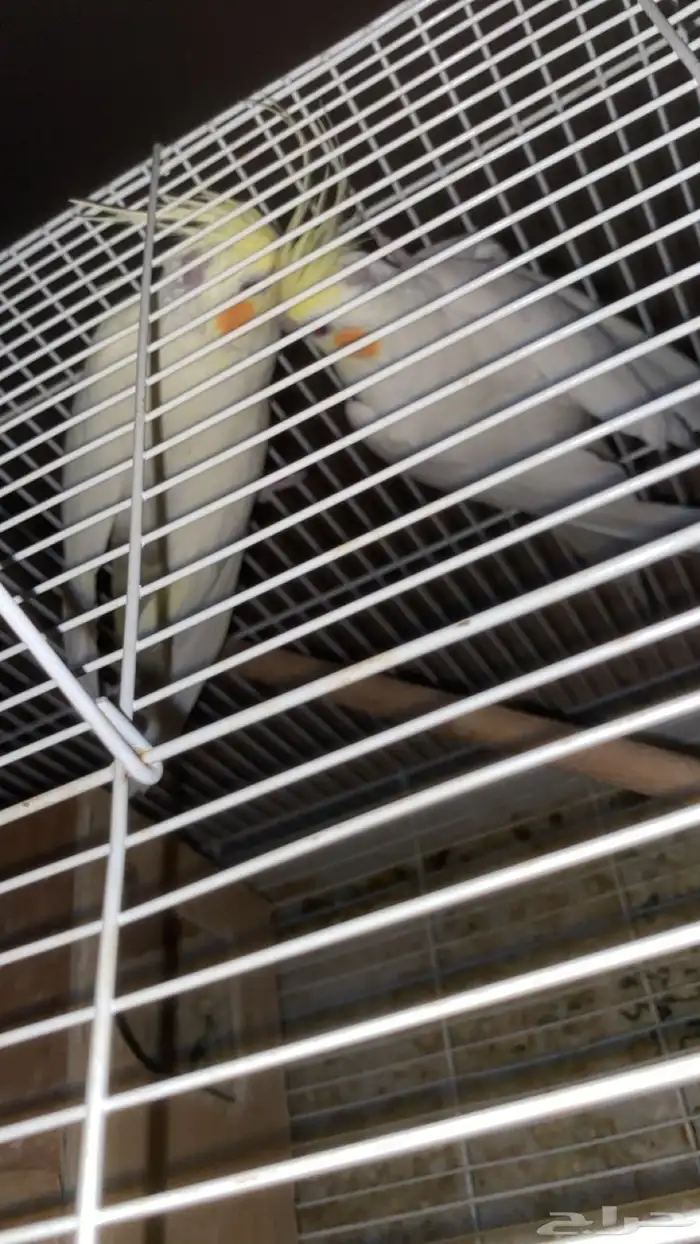 زوج كروان معه ثلاث بيضات منتج معه شبكه وصحته شرط ويغرد 1