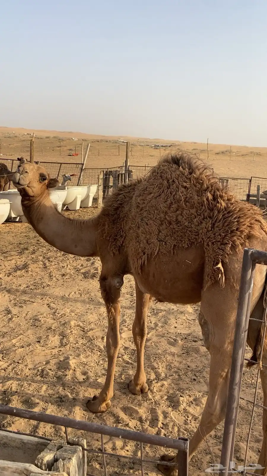 قعودين بلدي لبانيات 5