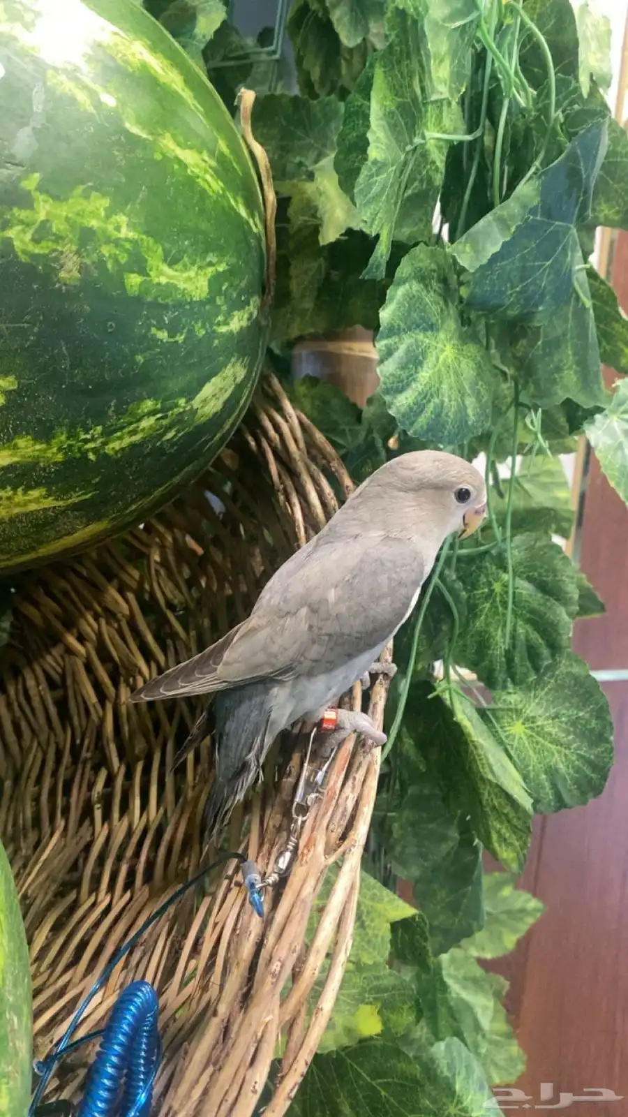 ببغاء روز اليف 4