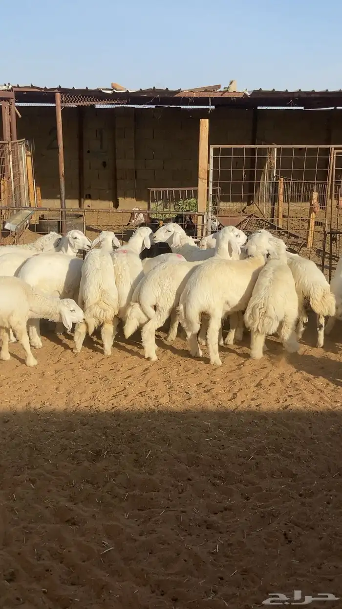 خرفان نعيم وحري وتيوس فل ونظاف ( متوفر سلخ وتوصيل) 4