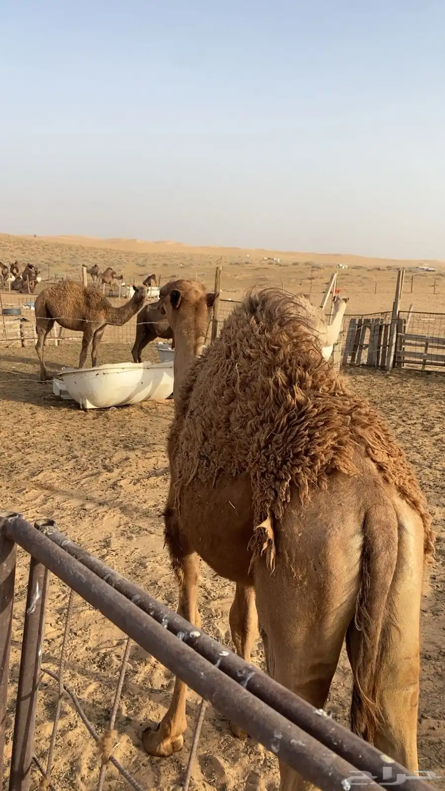 قعودين بلدي لبانيات 6
