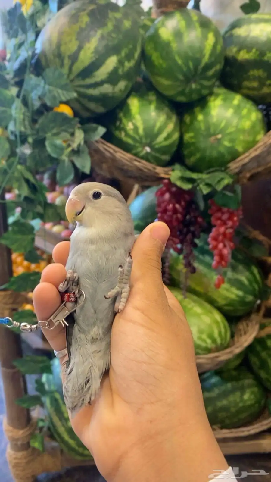 ببغاء روز اليف 1