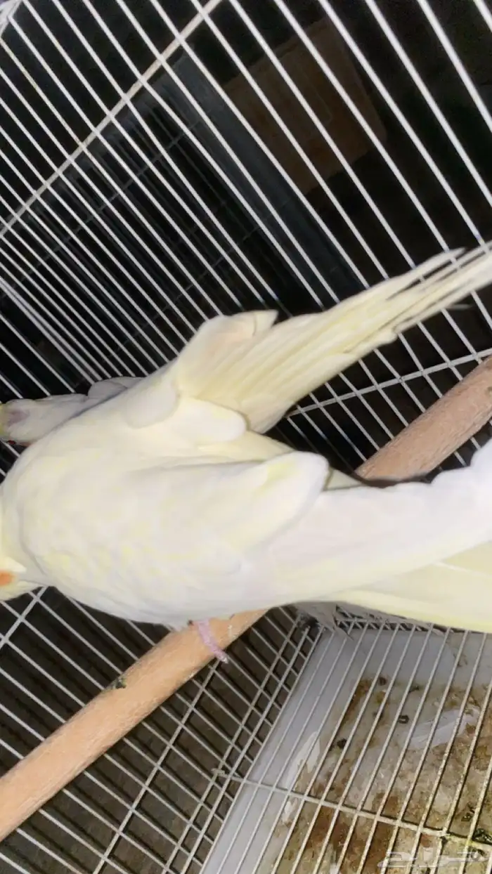 زوج كروان معه ثلاث بيضات منتج معه شبكه وصحته شرط ويغرد 0