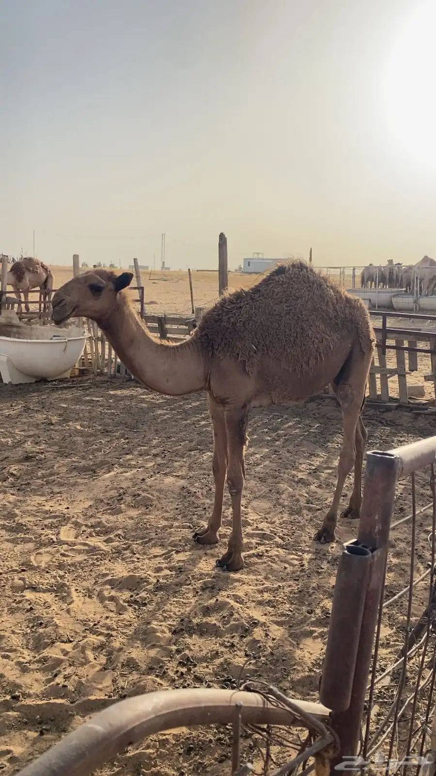 قعودين بلدي لبانيات 7