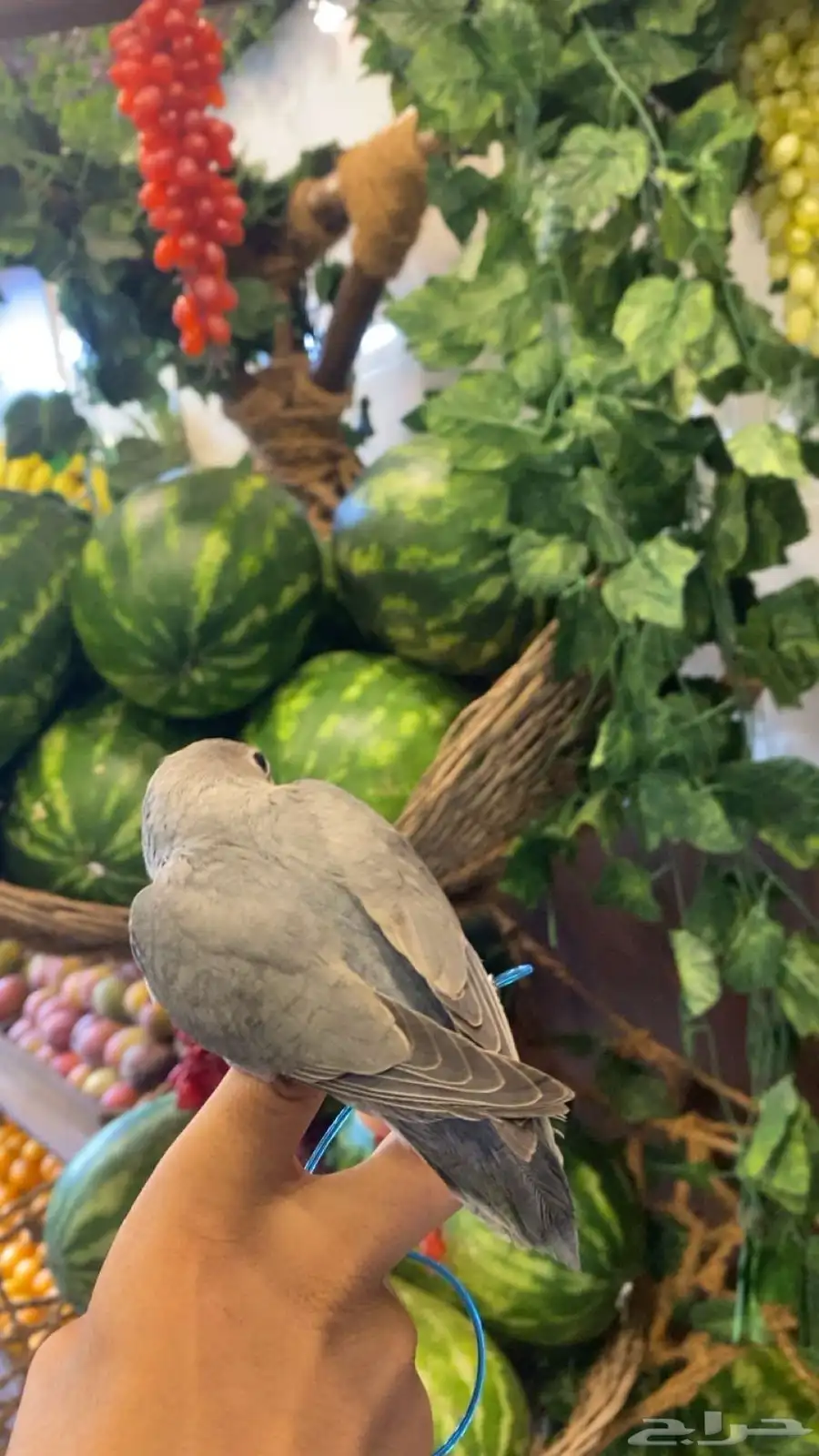 ببغاء روز اليف 2