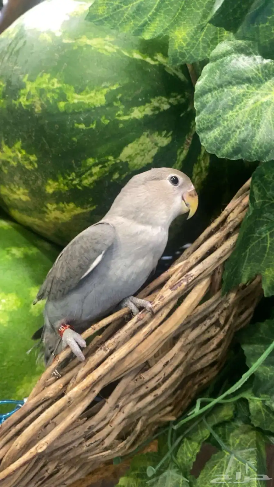ببغاء روز اليف 0