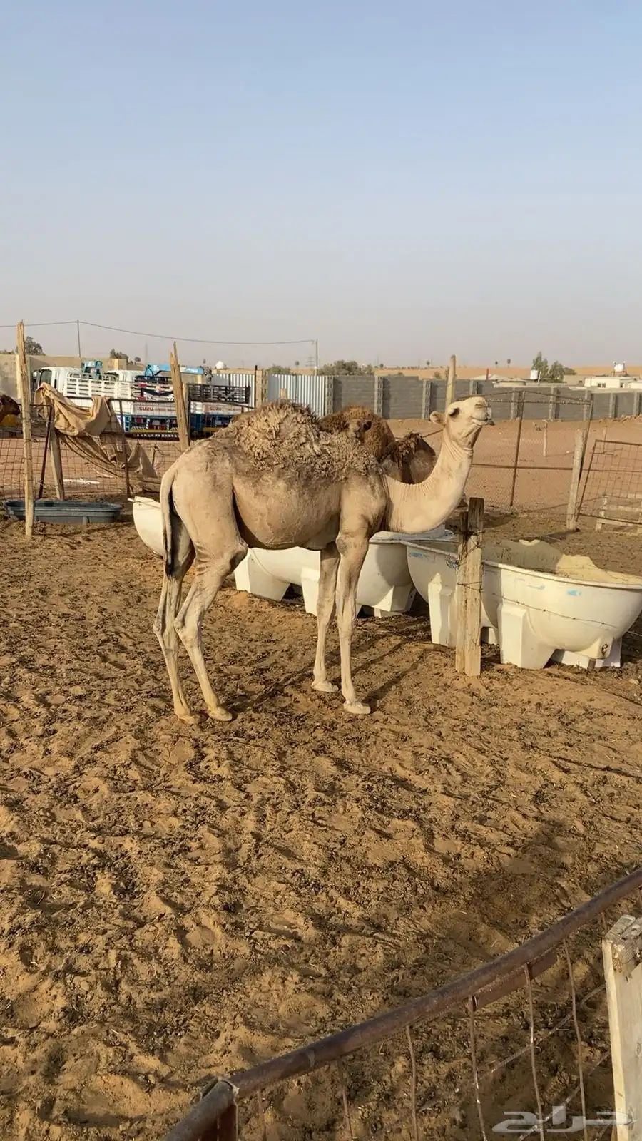قعودين بلدي لبانيات 1