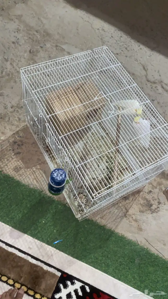 زوج كروان معه ثلاث بيضات منتج معه شبكه وصحته شرط ويغرد 2