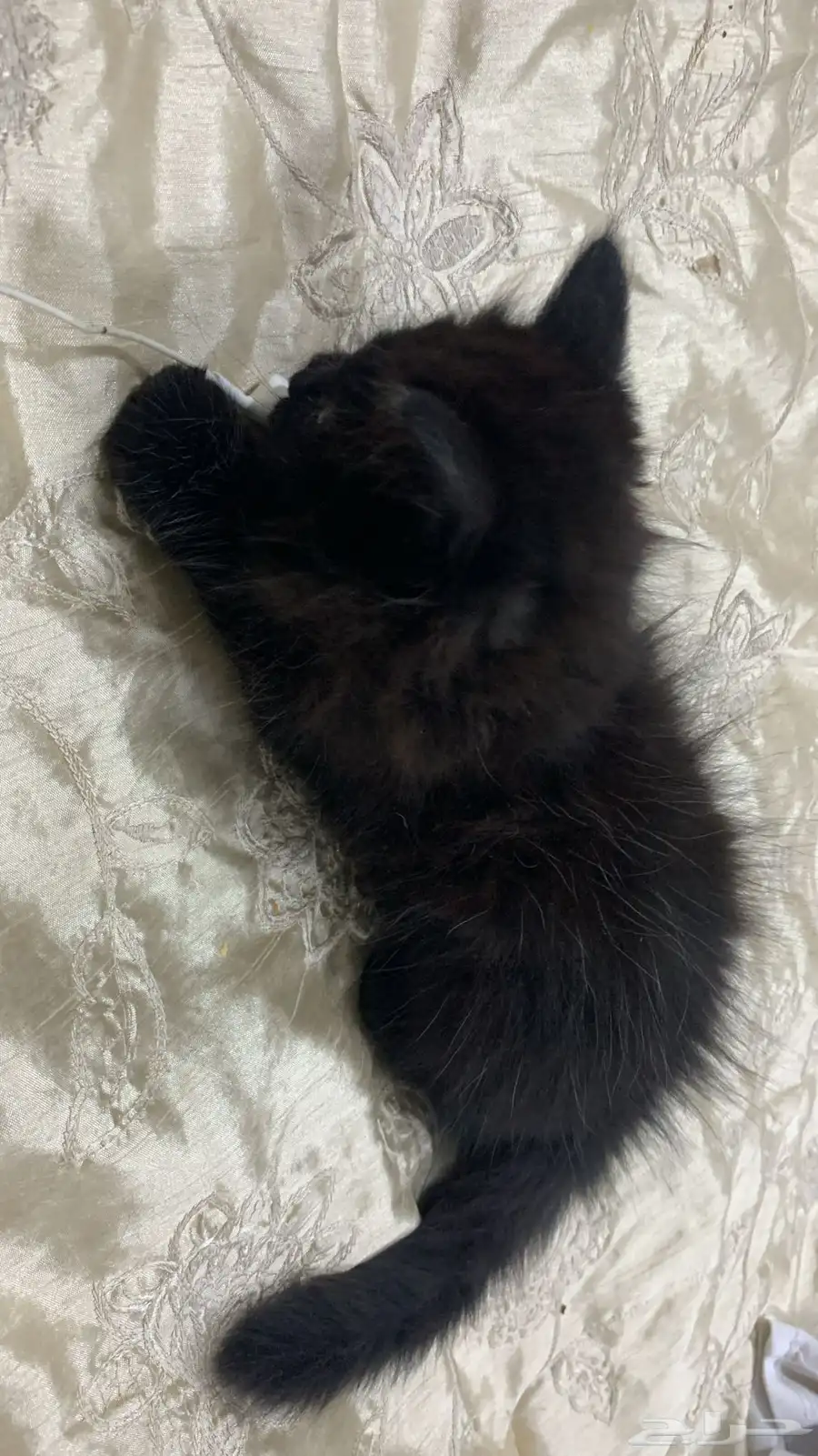 قطط 3