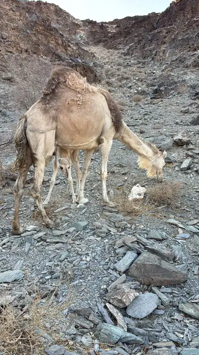للبيع خلفه معها قعود 10