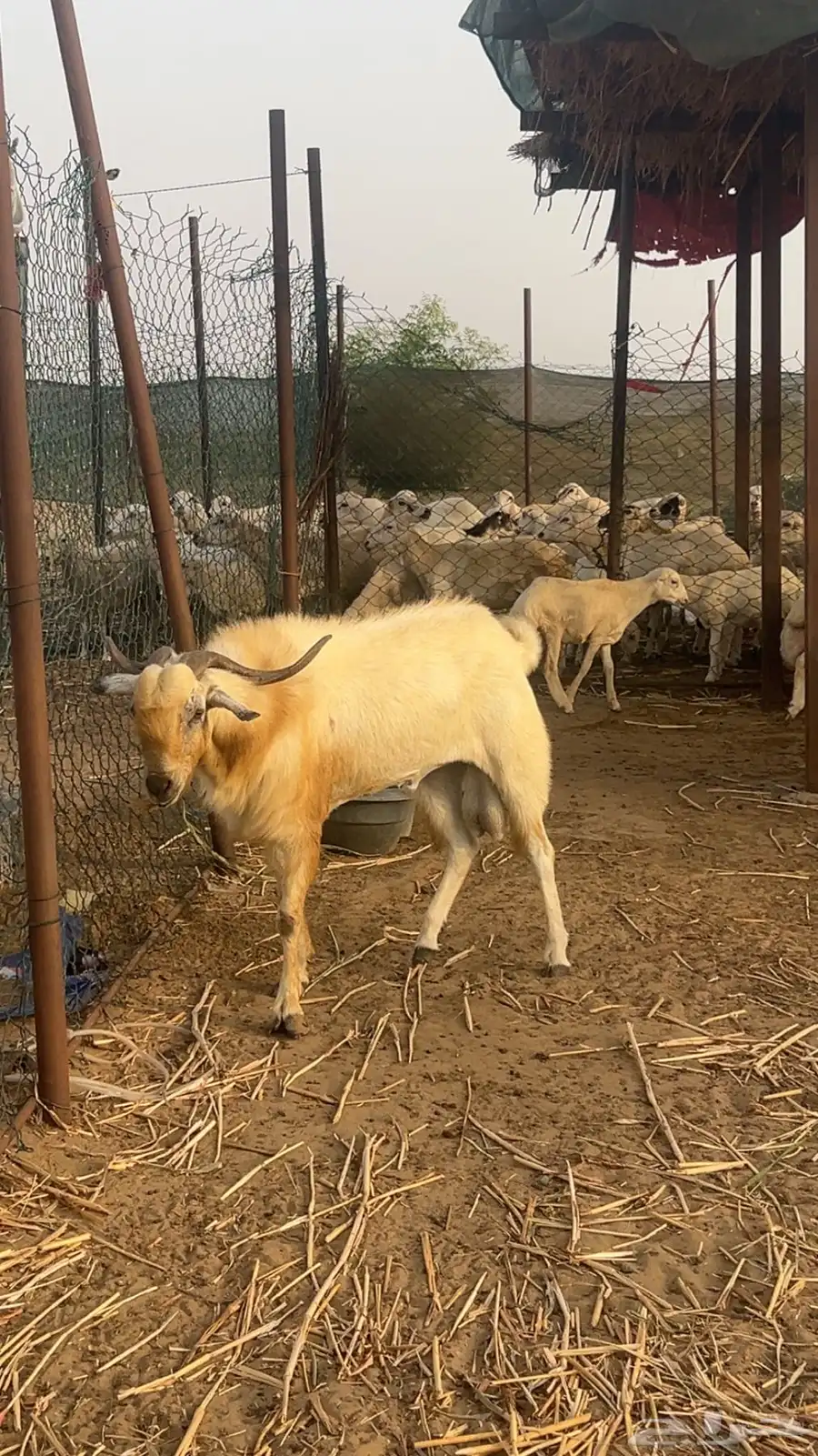 تيس بيشي اعفر 4