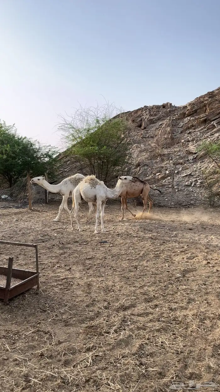 للبيع حشو طيبه مفاريد 0