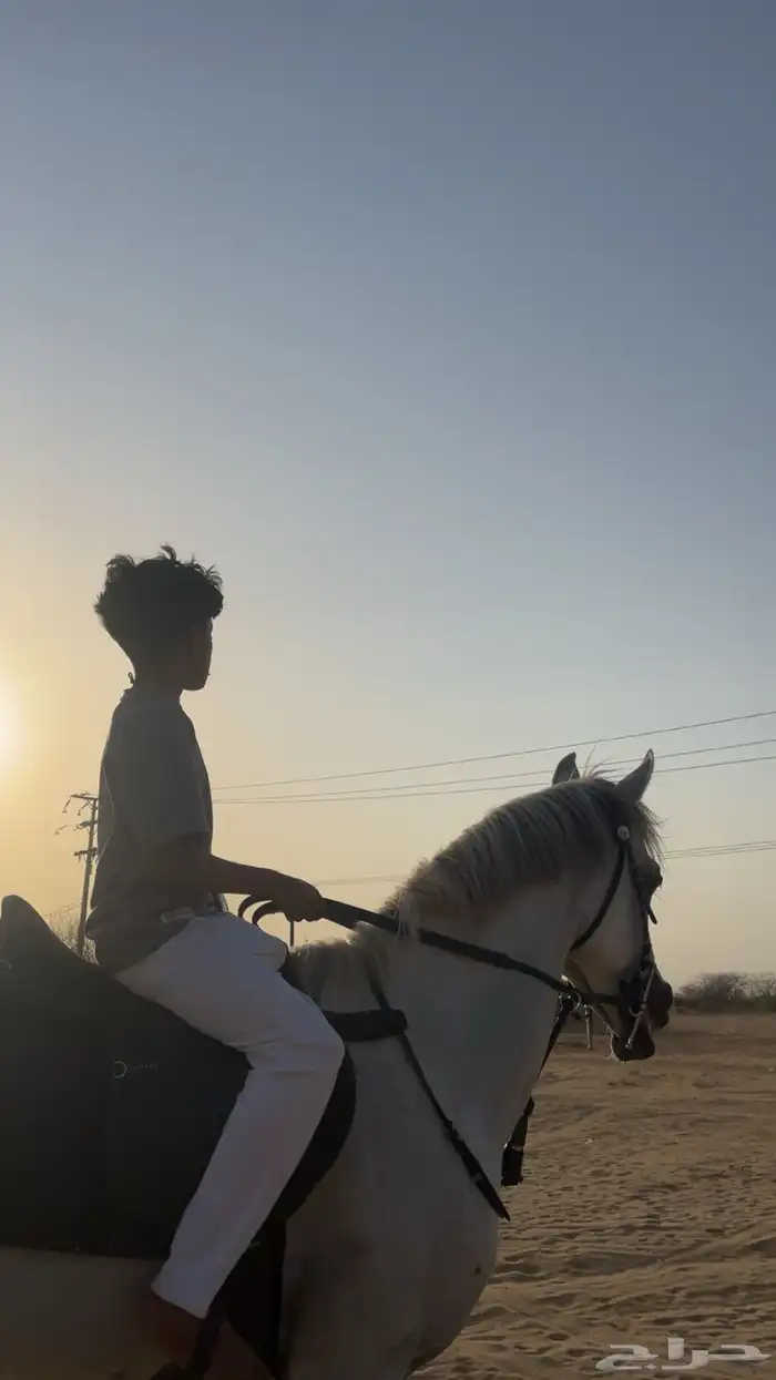 حصان شعبي للبيع مع اغراضه 1