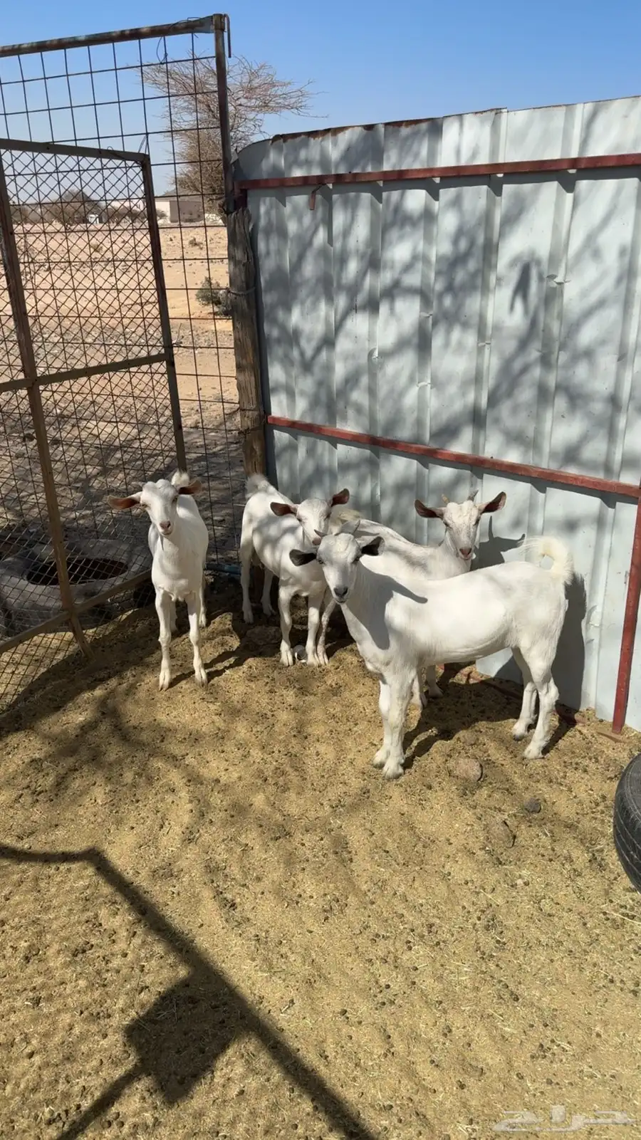 جفار بيشيات 0