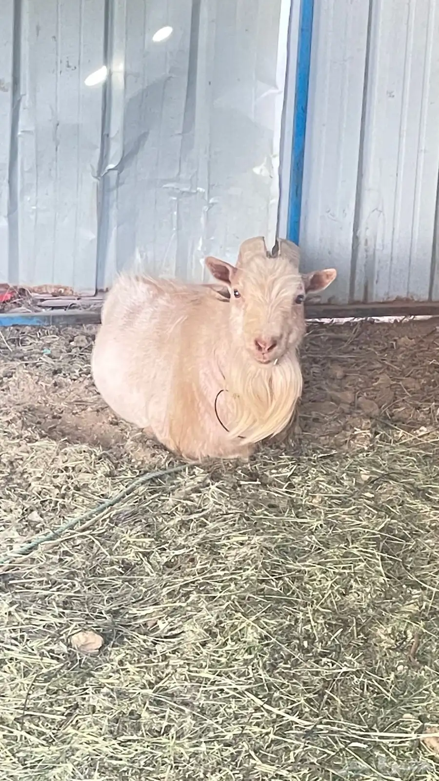 ماعز قزم فحل بيور امريكي 2