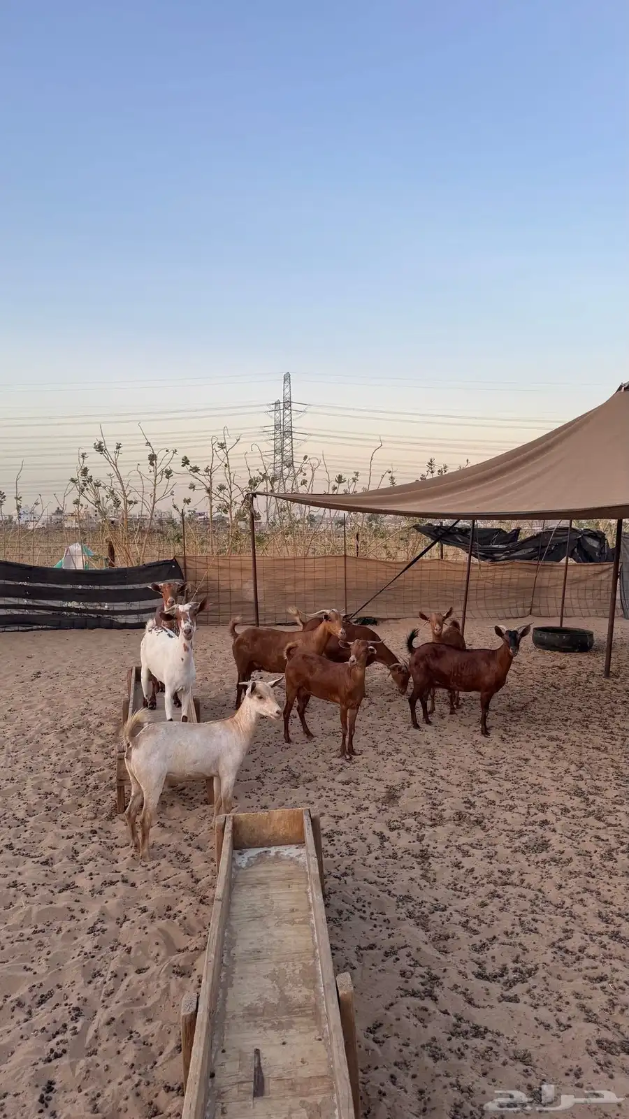 معزا دهم 14
