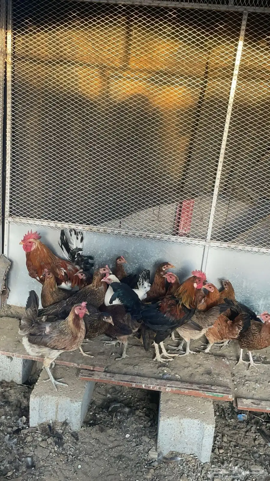 دجاج ما بين عربي وبلدي 20