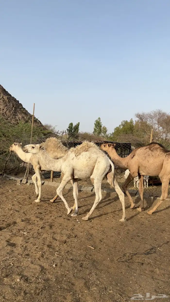 للبيع حشو طيبه مفاريد 4