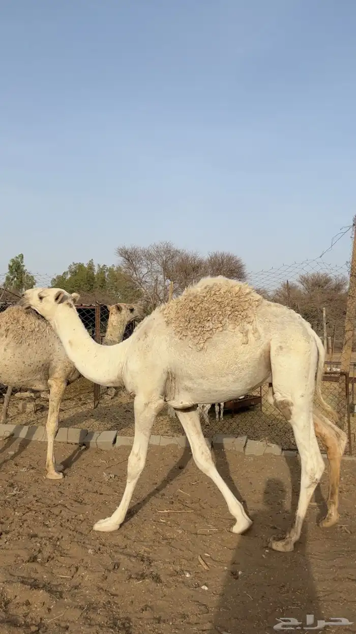 للبيع حشو طيبه مفاريد 1