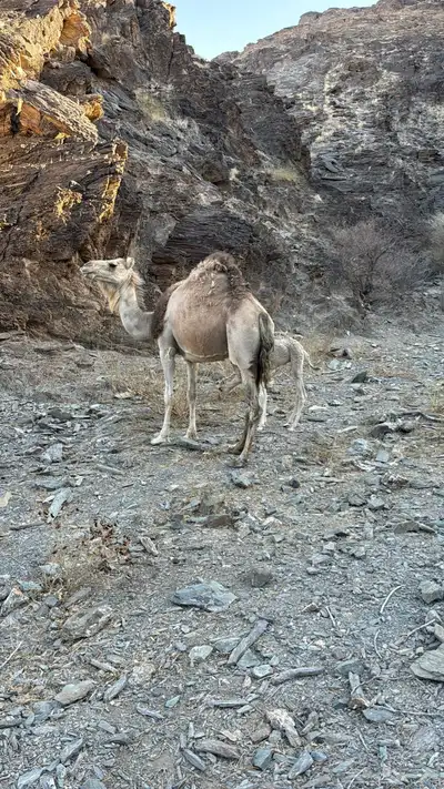 للبيع خلفه معها قعود 6